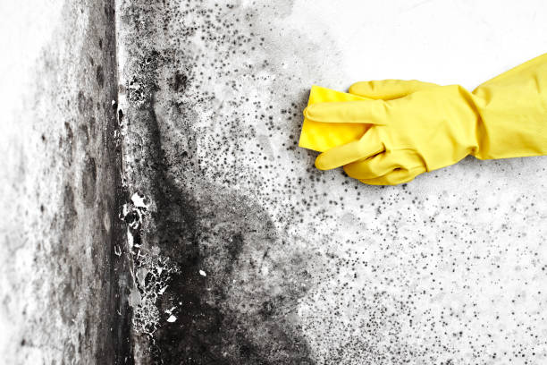 Best Residential Mold Removal  in Sabina, OH