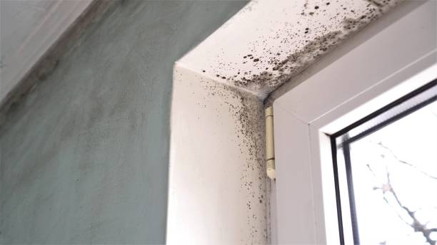 Best Mold Damage Repair  in Sabina, OH