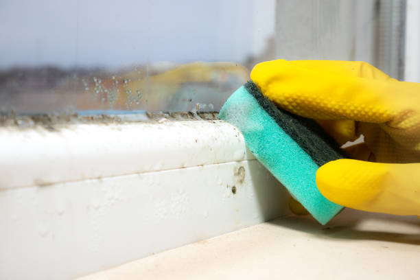 Best Commercial Mold Removal  in Sabina, OH