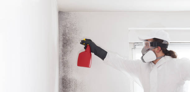 Best Mold Remediation Experts  in Sabina, OH