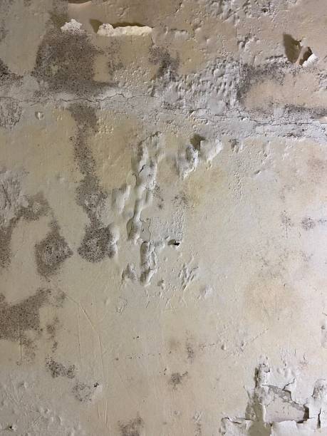 Mold Testing and Removal in Sabina, OH