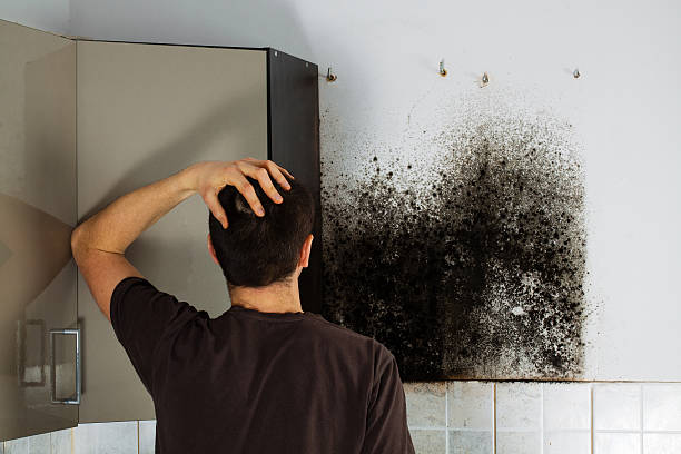 Best Office Mold Removal Services  in Sabina, OH