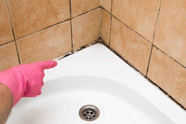 Best Attic Mold Removal  in Sabina, OH